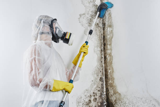 Best Commercial Mold Removal  in Lutcher, LA