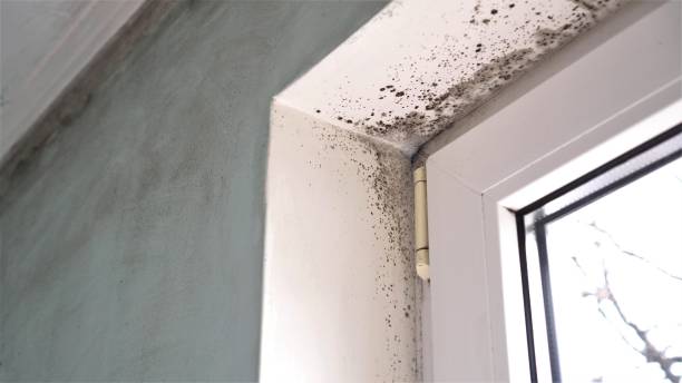 Best Toxic Mold Removal  in Lutcher, LA