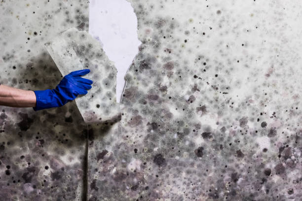 Best Office Mold Removal Services  in Lutcher, LA
