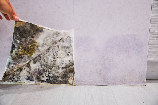 Best Mold Remediation  in Lutcher, LA